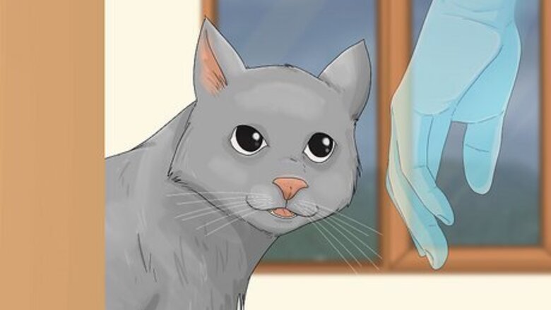 Can a Cat See Ghosts? The Answer May Surprise You