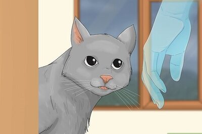 Can a Cat See Ghosts? The Answer May Surprise You