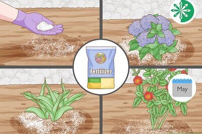 How to Fertilize Flowers