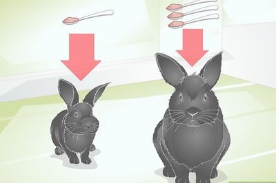 How to Choose Rabbit Treats
