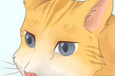 How to Diagnose and Treat Chlamydiosis in Cats