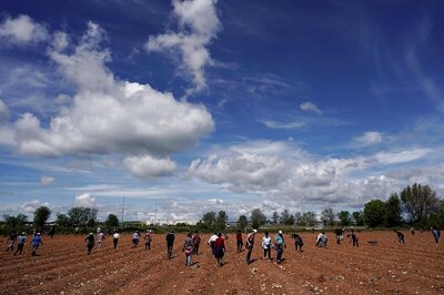 Spain to Build Camp for Migrant Strawberry Workers After UN Criticism of 'Deplorable' Conditions Amid Pandemic