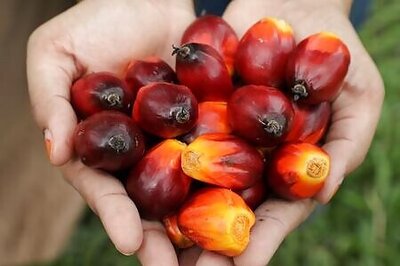 Indonesia To Revamp Palm Oil Levy To Support Biodiesel Programme