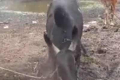 In Tamil Nadu, Bull Named 'Military' Undergoes Intense Training For Jallikattu