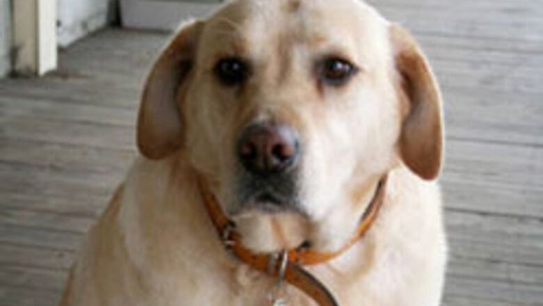 Australian pets suffer from obesity