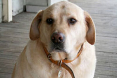 Australian pets suffer from obesity