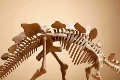 Colorado Man, On Stroll, Finds Dinosaur Fossil. It May Now Fetch Him Millions In Auction