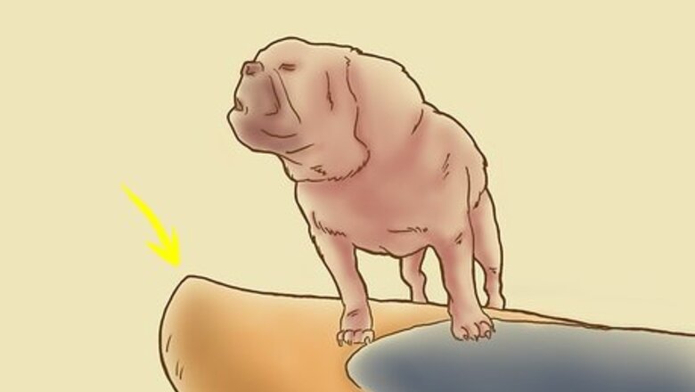 How to Teach Your Dog to Surf