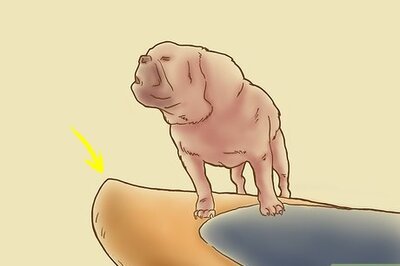 How to Teach Your Dog to Surf