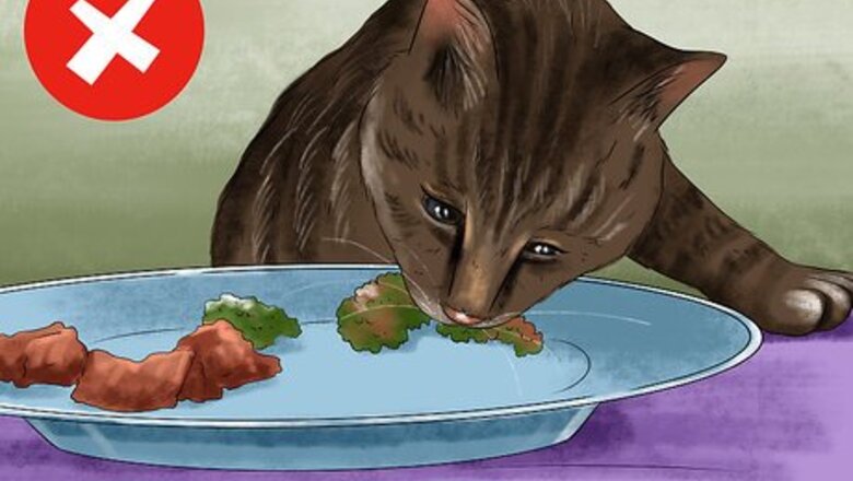 How to Feed a Fussy Cat
