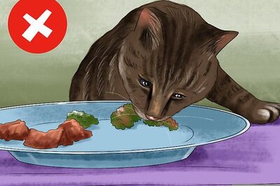 How to Feed a Fussy Cat
