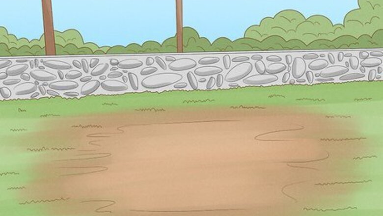 How to Grow Boronia