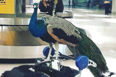 Artist, her Emotional Support Peacock Denied Entry on Flight