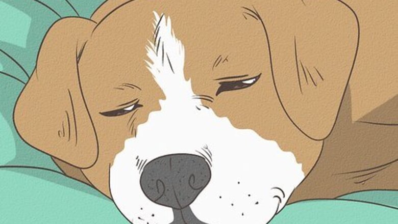 How to Know If Your Dog Is Dreaming
