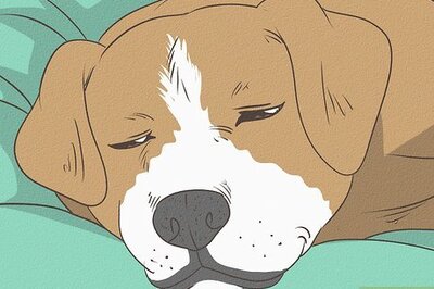 How to Know If Your Dog Is Dreaming