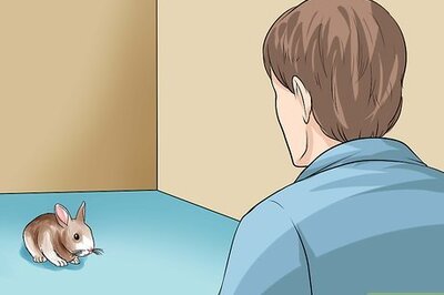 How to Teach a Rabbit Not to Scratch