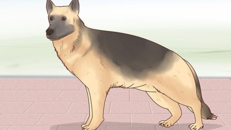 How to Adopt a German Shepherd