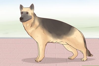 How to Adopt a German Shepherd