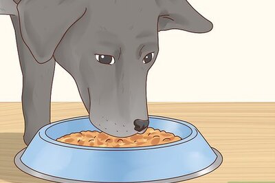 How to Care for a Labrador Retriever