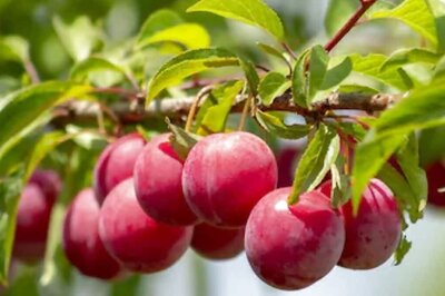 Increased Immunity To Stronger Bones, Health Benefits Of Plum Fruit In Rainy Season