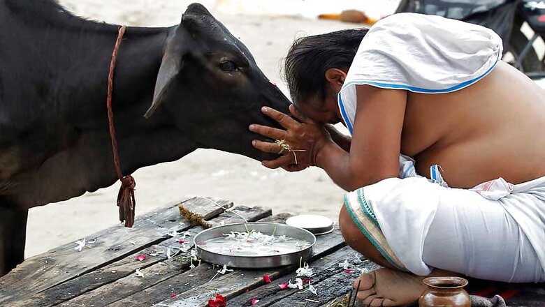 Make Cow National Animal, Says Rajasthan HC Judge on Retirement Day