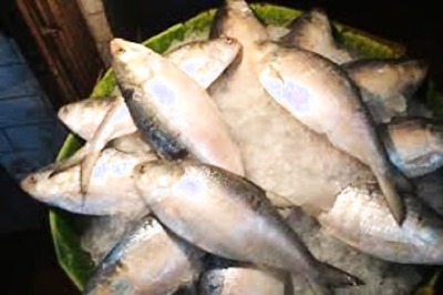 1,450 Tonnes of Hilsa to Hit Bengal Markets as Bangladesh Lifts Export Ban Ahead of Festive Season