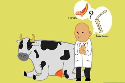 How to Get a Cow With Nerve Damage to Her Hind Legs from a Long Birth or Hard Pull to Stand Up