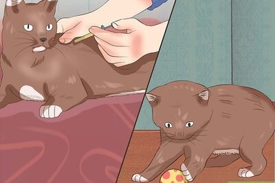 How to Drive Long Distance With a Cat