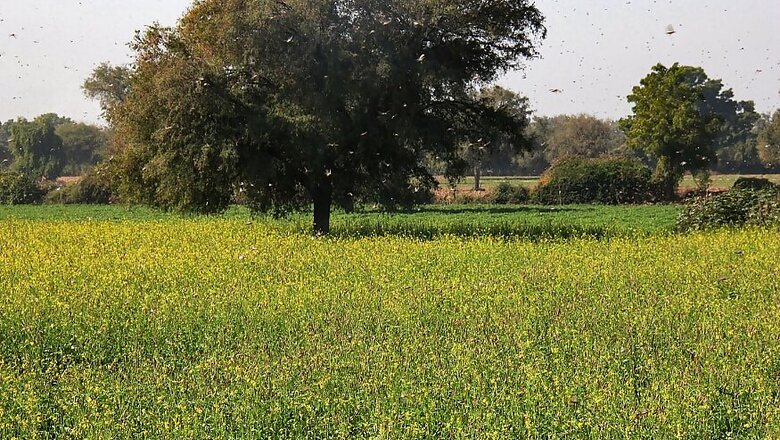 11 Rajasthan Districts Facing Worst Locust Attack after 26 Years: Official