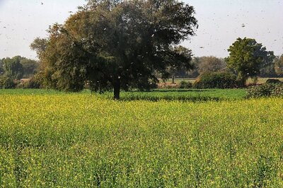 11 Rajasthan Districts Facing Worst Locust Attack after 26 Years: Official