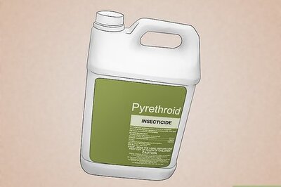 How to Kill Crane Flies