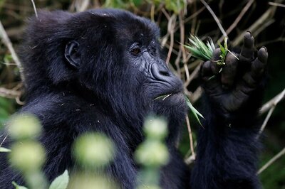 How the Malaria Parasite Jumped from Gorillas to Humans