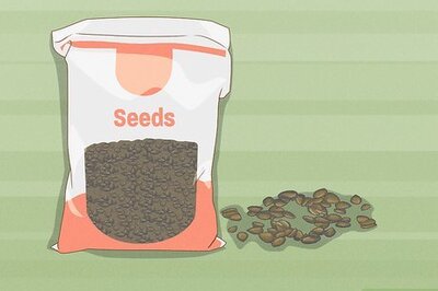 How to Germinate Seeds Guaranteed Without Soil or Medium for Garden or Hydroponics
