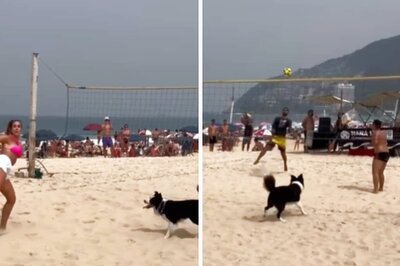 Meet Floki, A Brazilian Dog Who Became Popular For His Impressive Footvolley Skills
