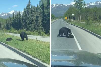 Mother Bear Struggles To Cross Road With Cub In This Viral Video