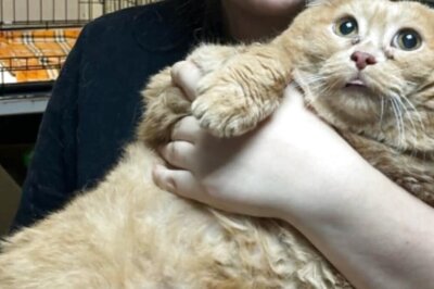 Russia’s 17-Kilo Cat Goes On A Diet After Snacking His Way To Obesity