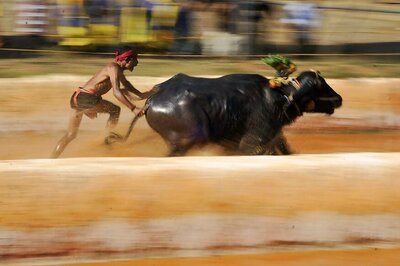 Karnataka Govt to Amend Laws Lifting Ban on Kambala, Bullock Cart Race
