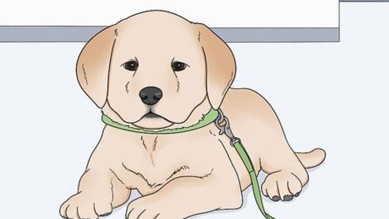 Dog Trainer Ty Brown's Top Tips for House Training a Puppy