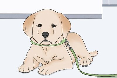 Dog Trainer Ty Brown's Top Tips for House Training a Puppy