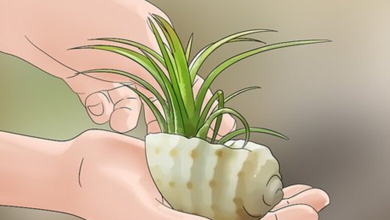 How to Decorate with Air Plants