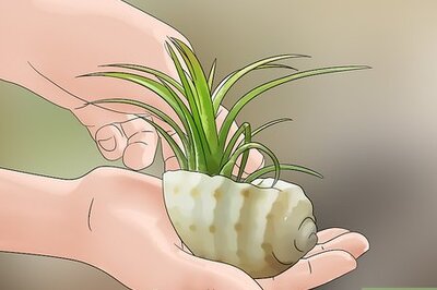 How to Decorate with Air Plants