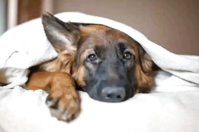 Seven Ways to Care For Your Pet And be Wonderful Parent to Them