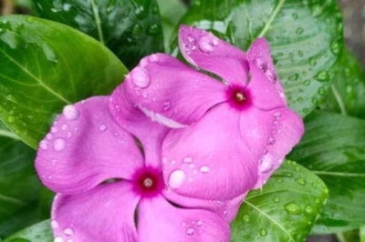 Does Ayurvedic Herb Sadabahar Help Balance Diabetes?