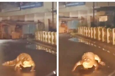 8-Foot-Long Crocodile Spotted Crawling Along Rainy Road In Maharashtra Town Goes Viral | Watch