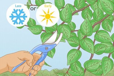 How to Prune Persimmons