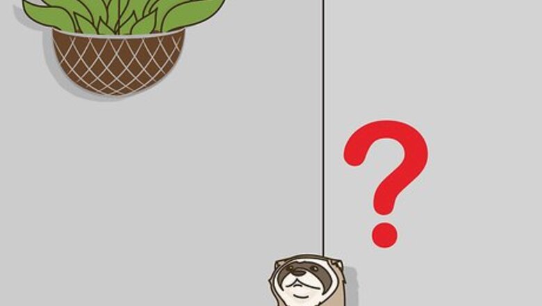 How to Stop a Ferret from Digging in Houseplants