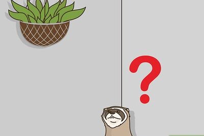 How to Stop a Ferret from Digging in Houseplants