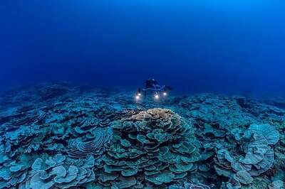Rare, Pristine Coral Reef Found Off Tahiti Coast