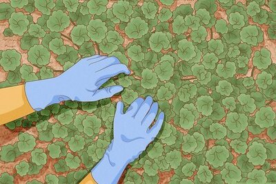 How to Kill Creeping Charlie