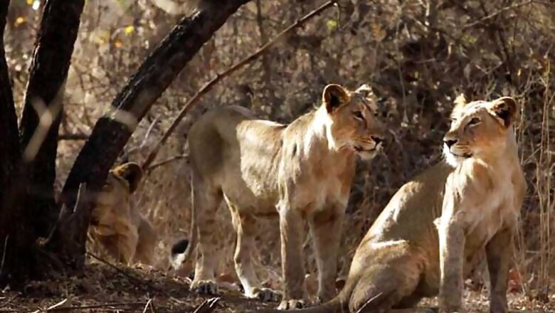 Asiatic Lion population affected as heavy rainfall lashes Gir sanctuary
